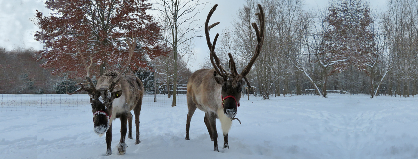 two reindeer standing in snow