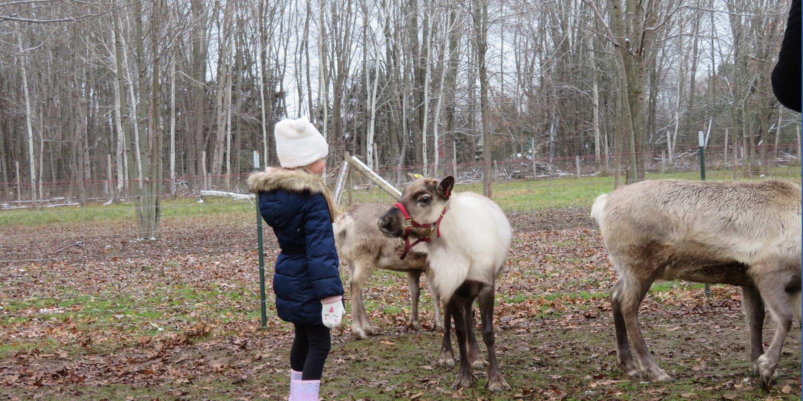 A small child looking at a small curious reindeer