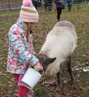 Girl feeding a small reindeer from a bucket.