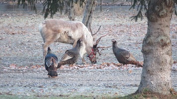 A reindeer grazing next to wild turkeys.