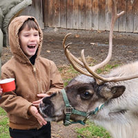 A young child laughs as a baby reindeer eats from his hand