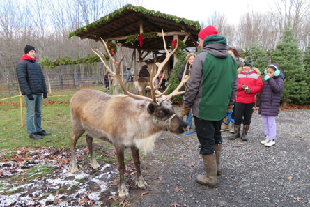 A man holding a reindeer on a lead while kids look on