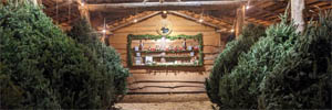 Two rows of pre-cut christmas trees for sale in a barn with a lighted gift shop window in the background.