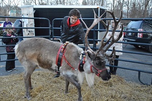 A reindeer with bells on in a pen.