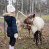 A small girl looking at a small reindeer.